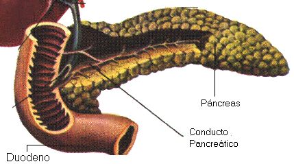 el páncreas y su conexión con el duodeno