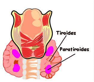Localización en el cuello del Tiroides y el Paratiroides