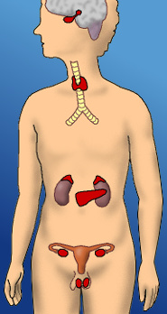 Situación anatómica de las glándulas endocrinas