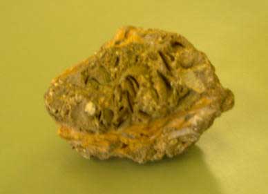 Caliza fosilfera. Se pueden apreciar restos de fsiles de bivalvos. Imagen: De Mier y Leva.