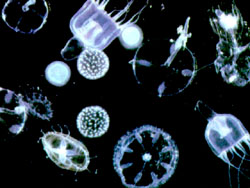 Microorganismos del plancton