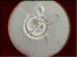 Embrin en estado de dos clulas