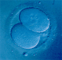 estadio de 2 células