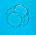 embrión de 4 células
