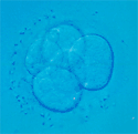 embrión de 6 células