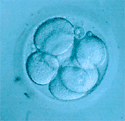 embrión de 8 células