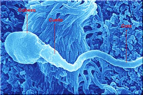 Espermatozoide al microscopio electrónico