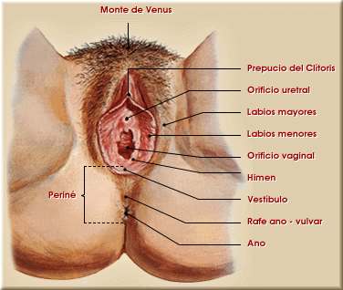 Aparato reproductor femenino. Genitales externos