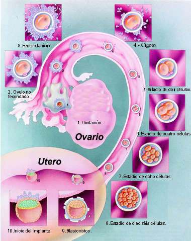 Resultado de imagen de fases del embrión hasta que llega al útero