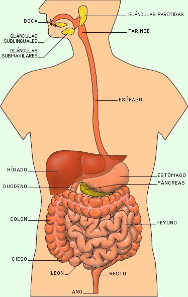  Partes del aparato digestivo