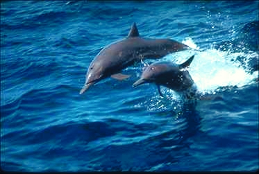 delfines.jpg