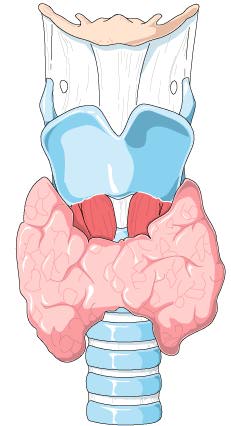 Glndula tiroides
