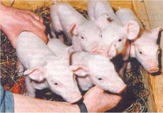 Cerdos clonados y manipulados genticamente a los que se les han introducido caractersticas humanas para evitar el rechazo en transplantes de rganos. Tomada de www.tao.ca