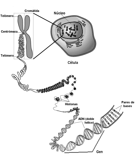 Estructura de un cromosoma. Adaptado de www.accessexcellence.org
