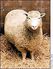 La oveja Dolly, el primer ser vivo clonado a partir de clulas adultas. Tomada de www.cnn.com
