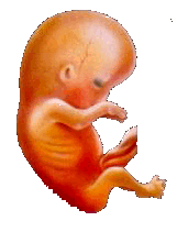 Las tcnicas actuales permiten detectar anomalas y enfermedades en el mismo feto, antes del nacimiento.