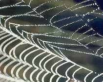 Los filamentos de las telas de araña están hechos son una protéina filamentosa. Tomado de jan.ucc.nau.edu