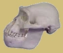 Reconstrucción de un cráneo de Australopithecus africanus.