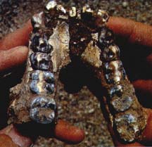 Maxilar inferior de Australopithecus anamensis.