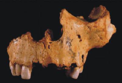 Fragmento de cráneo encontrado en el yacimiento de Atapuerca (Burgos) que sirvió para describir al Homo antecessor
