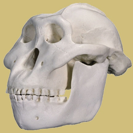 Cráneo reconstruido de Paranthropus boisei.