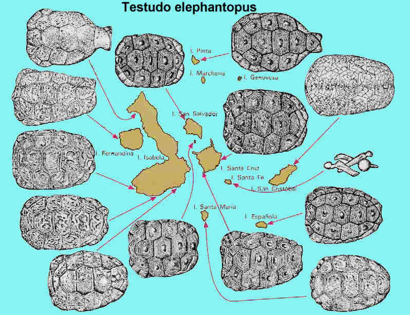 Distribución de las diferentes subespecies de tortuga por el archipiélago de las Galápagos.