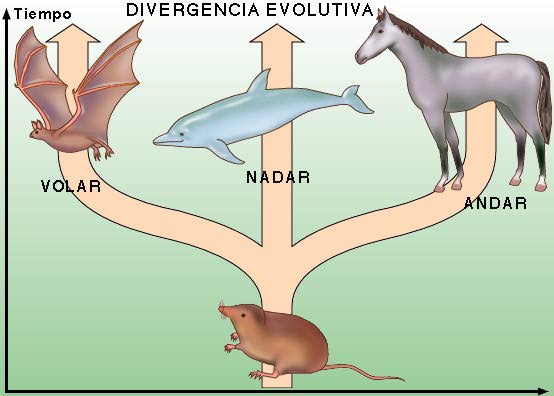 "Diagrama que muestra cómo de un antepasado común salen varias especies adaptadas a diferentes medios."