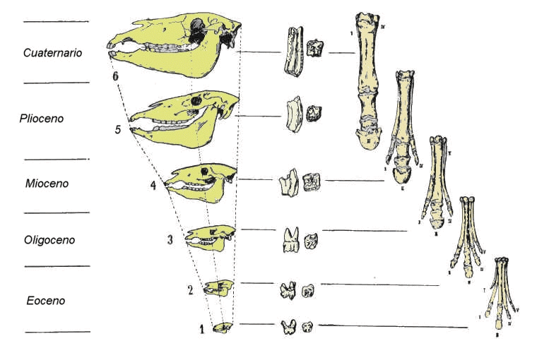Cambios observados en el cráneo, dientes y patas del género Equus a lo largo del Terciario hasta llegar a la especie de caballo actual