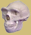 Cráneo reconstruído de Homo erectus.