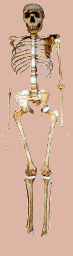 Esqueleto del niño de Nariokotome atribuido a Homo ergaster