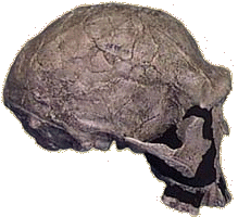Cráneo de Homo ergaster conocido como KNM-ER 3373, encontrado en 1973