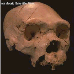 Cráneo de H. heidelbergensis de la excavación de Atapuerca (Burgos)