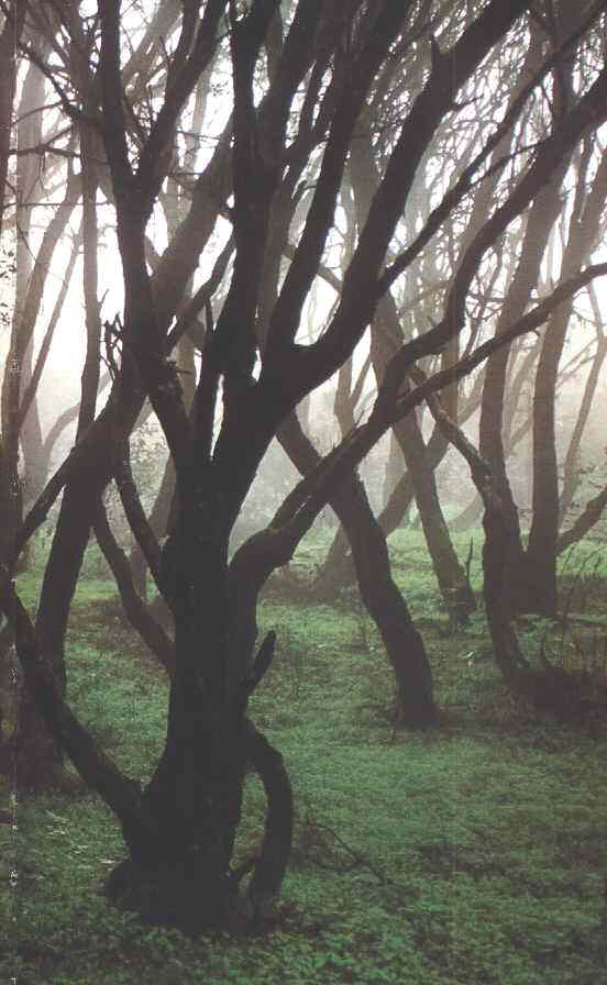 Bosque húmedo de laurisilva, en las partes más antiguas de las islas.