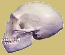 Recosntrucción de cráneo de H.neanderthalensis. Se observa su parecido con H. sapiens salvo por tener la frente más inclinada y un gran abultamiento en la zona posterior.