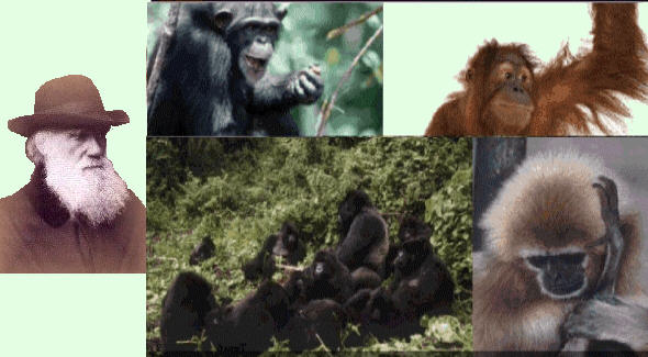 Un chimpancé, un orangután, unos gorilas y un gibón representados junto a C. Darwin.