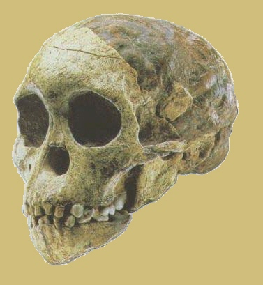 Cráneo del Niño de Taung, encontrado en Sudáfrica