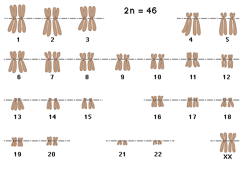 Cariotipo humano con 2n = 46 cromosomas.