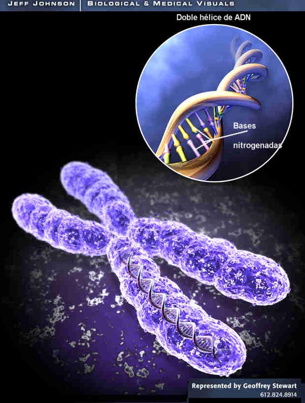 "Los cromosomas están constituidos por una doble hélice de ADN. Tomada de www.mbbnet.umn.edu."