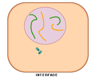 La Interfase es el momento del ciclo celular en el que la célula no se divide.