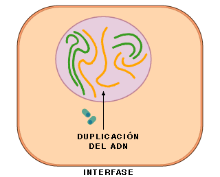Al final de la Interfase se produce la duplicación de las cadenas de ADN.