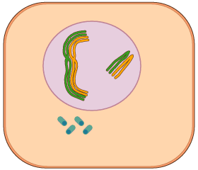 meiosis celular