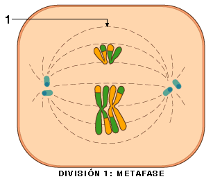 Metafase I, con pares de cromosomas formando la placa ecuatorial.