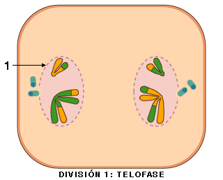 Telofase I