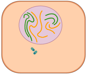 Mitosis celular