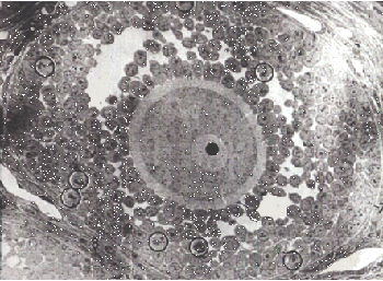 "Imagen de óvulo de rata obtenida por el Departamento de Citología de la UCM."