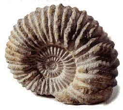 "Las formas del caparazón de los ammonoideos llegó a ser muy variada, existiendo hoy día un gran número de fósiles de estos cefalópodos. Tomada de www.holymtn.com"