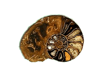"Inclusiones metálicas y silíceas en un fósil de ammonites."