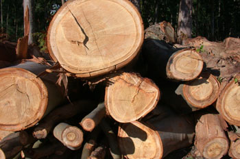 "Los anillos estacionales de los troncos de los árboles han permitido remontarse en el tiempo hasta hace unos 7.000 años."