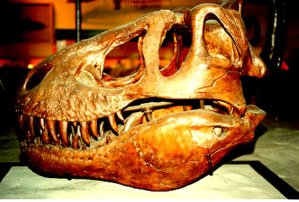"Cabeza de Tyrannosaurus rex. Tomada de www.pitt.edu"
