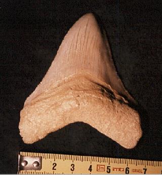 "Diente  de Carcharodon, tiburón de gran tamño del Cenozoico. Tomada de www.mineralesyfosiles.com.ar"